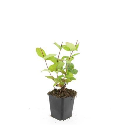 Garden basics 24x Hypericum inodorum 'Beauty' - ↕10-25cm - Ø9cm (50444)