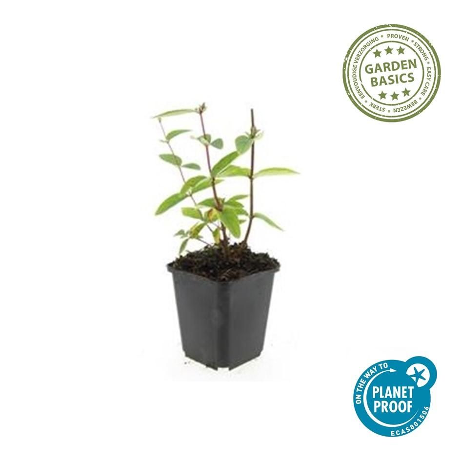 Garden basics 60x Hypericum inodorum 'Annebel' - ↕10-25cm - Ø9cm (47840)