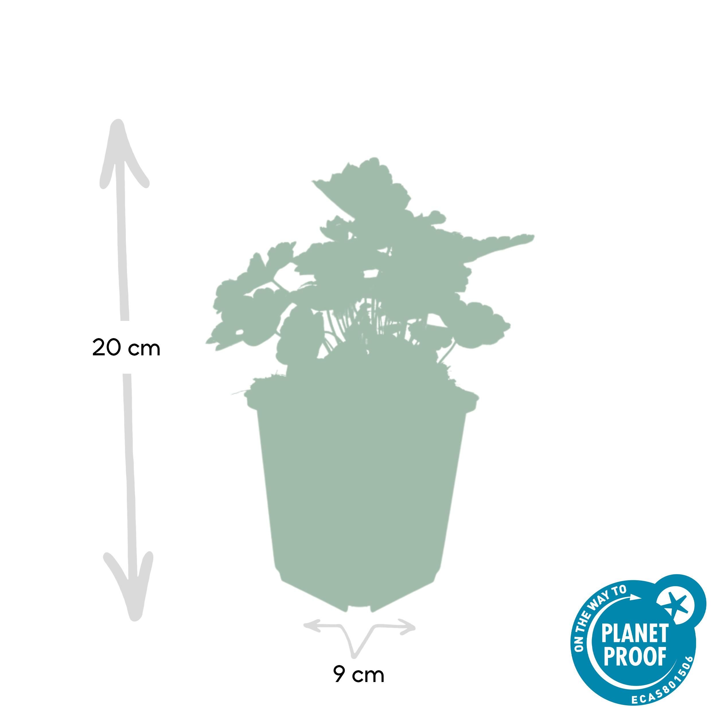 Garden basics 60x Heuchera mic. 'Palace Purple' - ↕10-25cm - Ø9cm (46938)