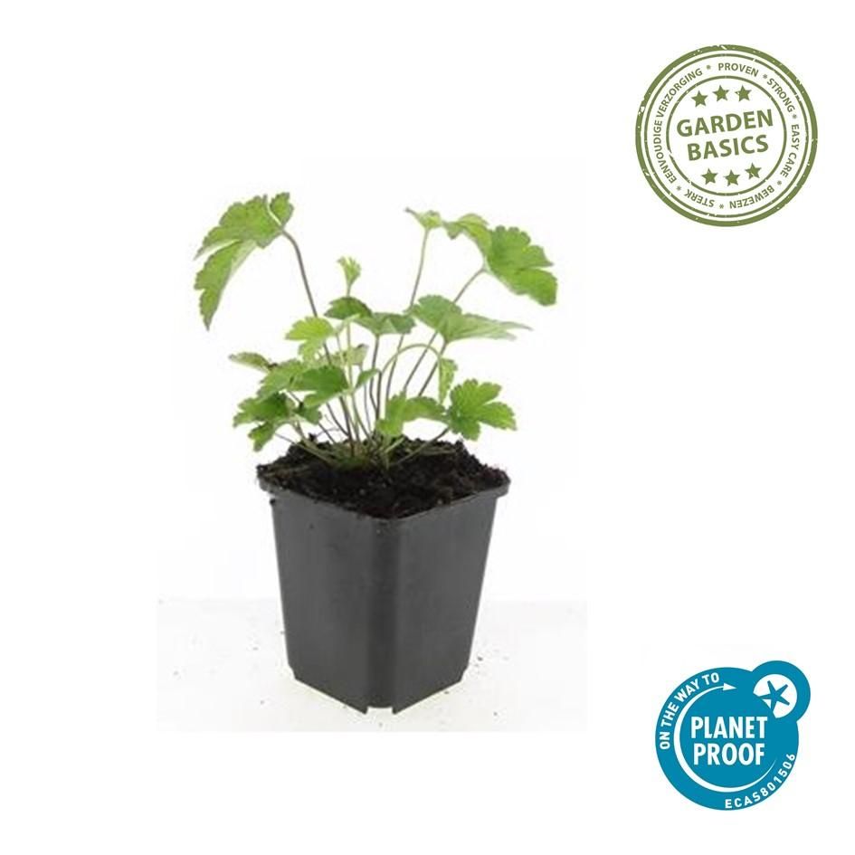 Garden basics 24x Anemone tom. 'Robustissima' - ↕10-25cm - Ø9cm (50366)