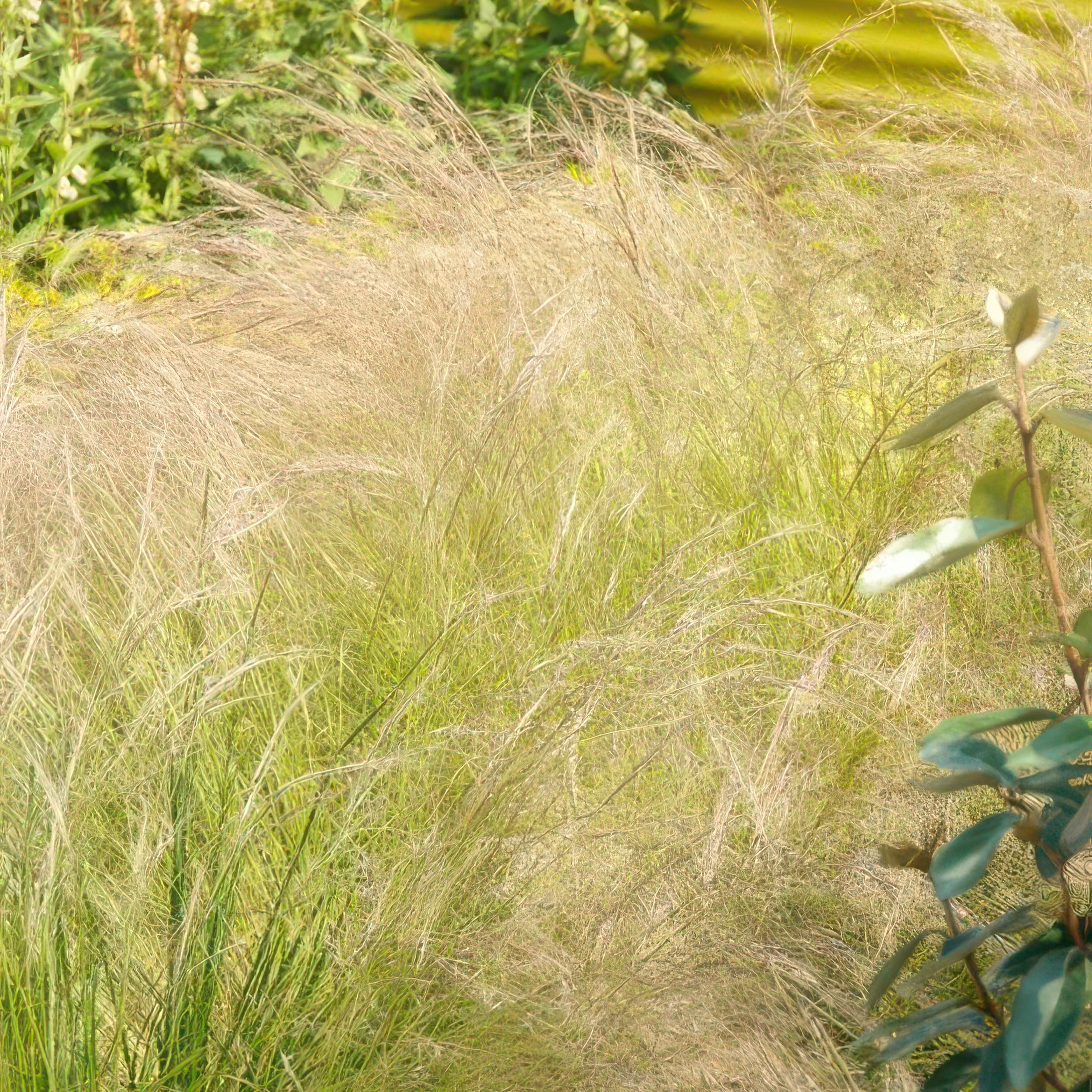Garden basics 48x Stipa tenuissima 'Ponytails' - ↕10-25cm - Ø9cm (50345)