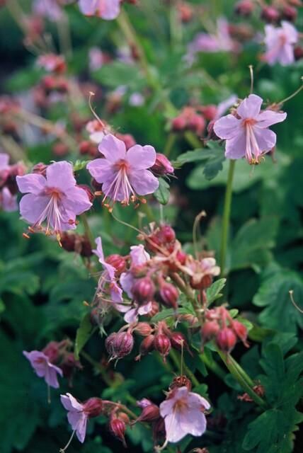 Garden basics 12x Geranium macrorrhizum - ↕10-25cm - Ø9cm (47798)