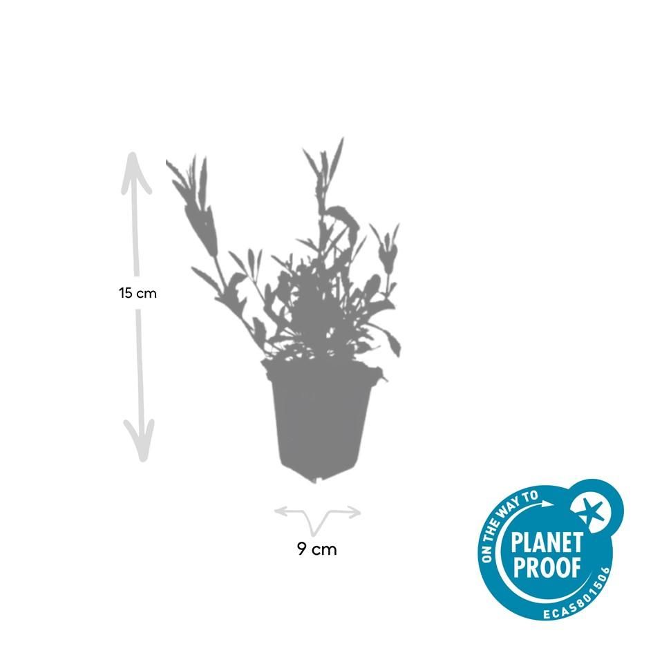 Garden basics 48x Verbena bonariensis - ↕10-25cm - Ø9cm (50347)