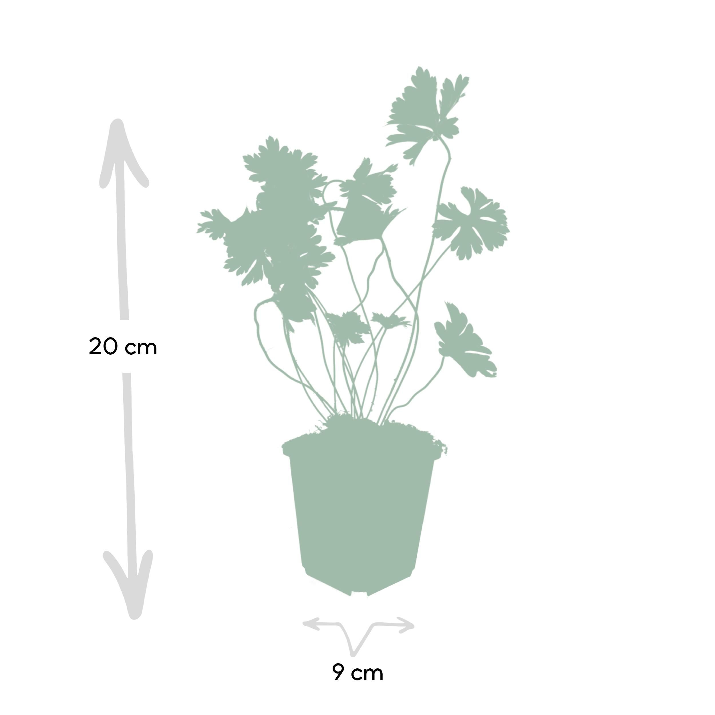 Garden basics 60x Geranium Rozanne - ↕10-25cm - Ø9cm (46923)