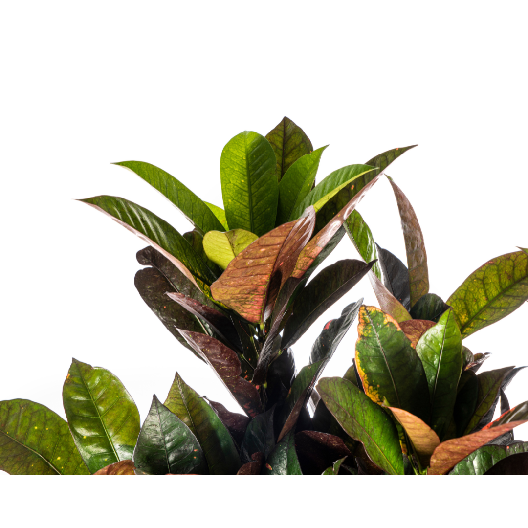 Codiaeum 'Croton' Iceton met mand (48774)
