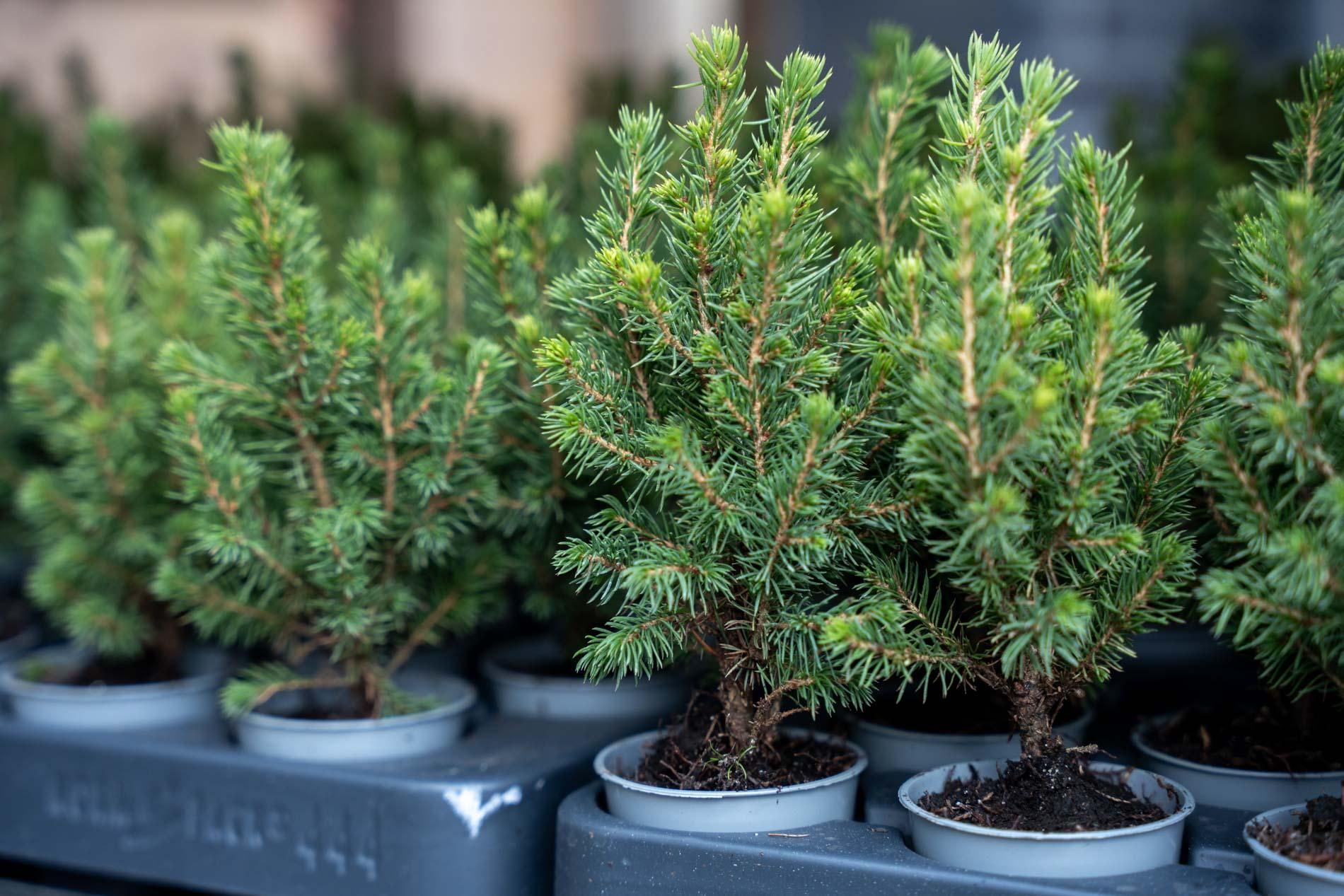 12x Mini-kerstboom - ↑15-20 cm - Ø 6 cm Picea Glauca Perfecta (8720872025384)
