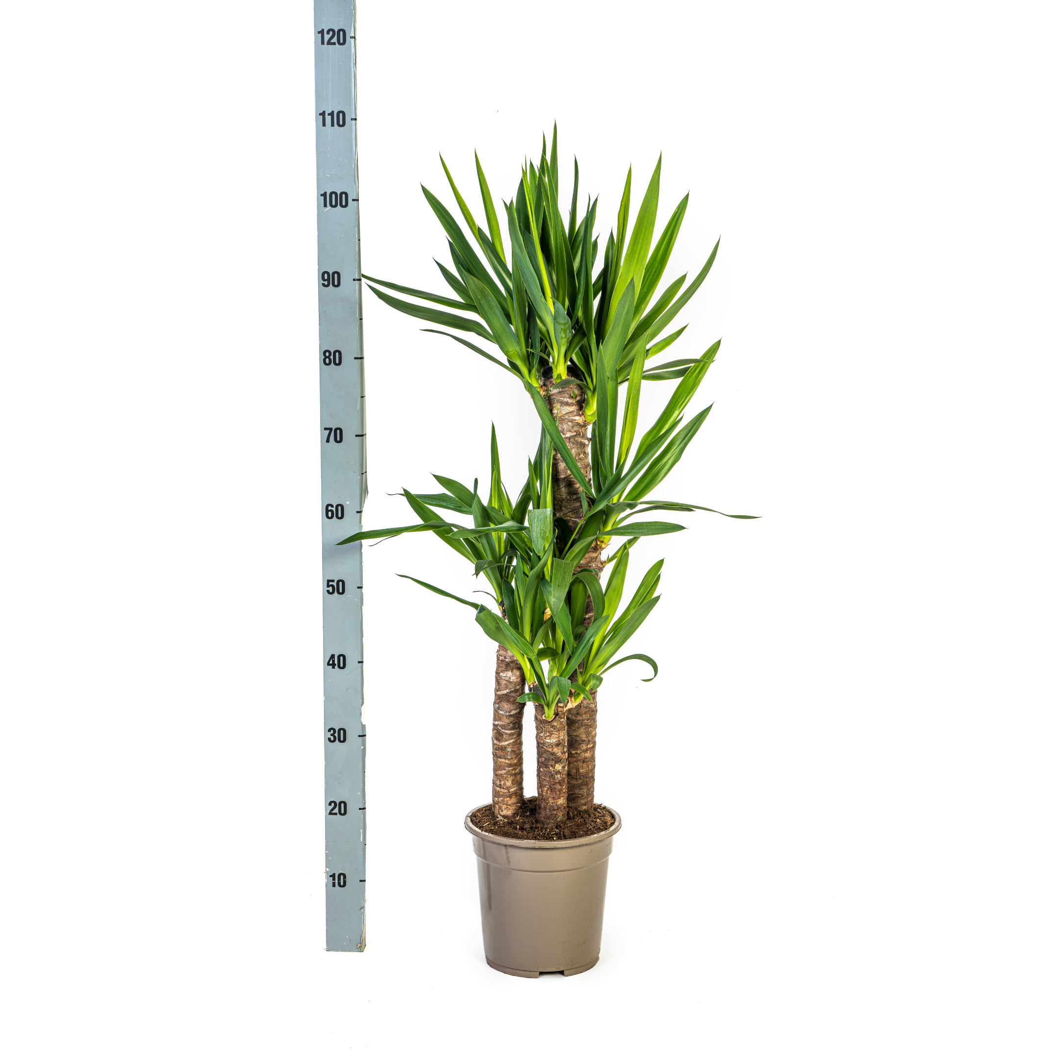 Yucca Elephantipes met mand Ø21cm - ↕90 (48782)
