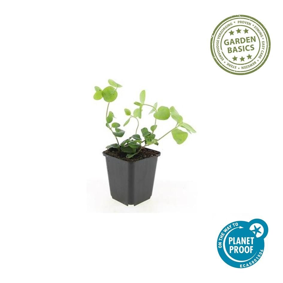 Garden basics 6x Vinca major - ↕10-25cm - Ø9cm (47940)