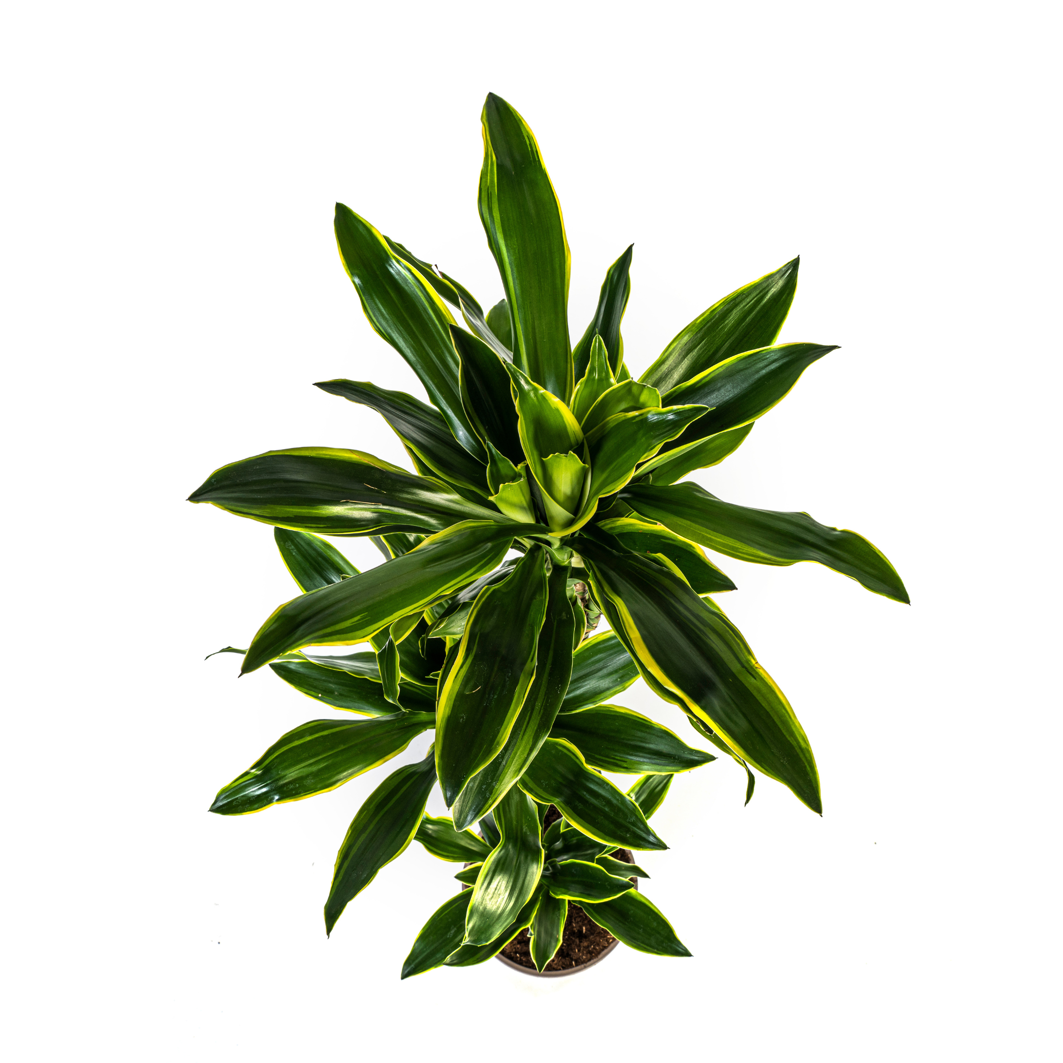 Dracaena Fragrans Golden Coast met mand Ø24cm - ↕130 (48770)