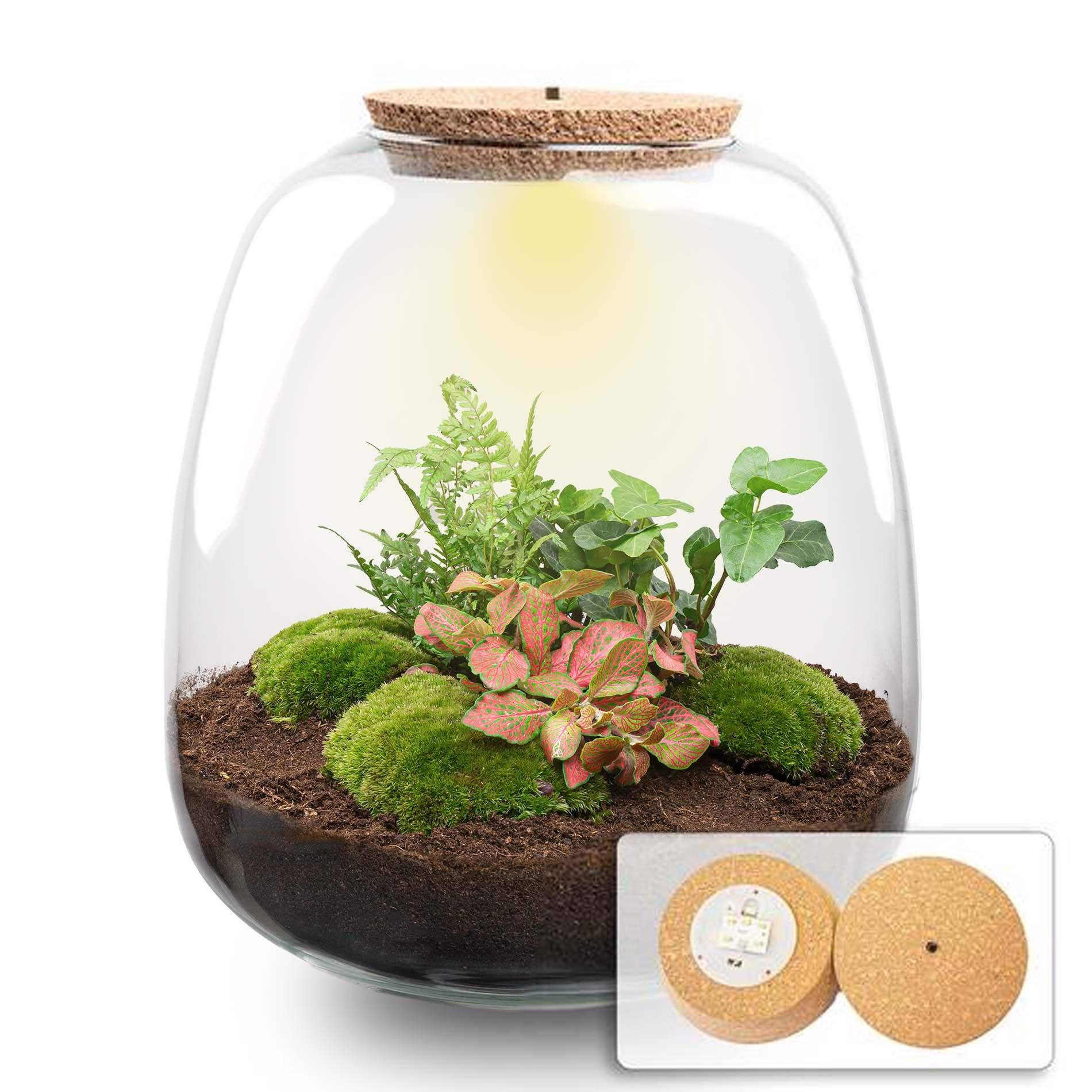 Planten terrarium - Emma - DIY kit - Ø 23 cm - Hedera Red (53760)