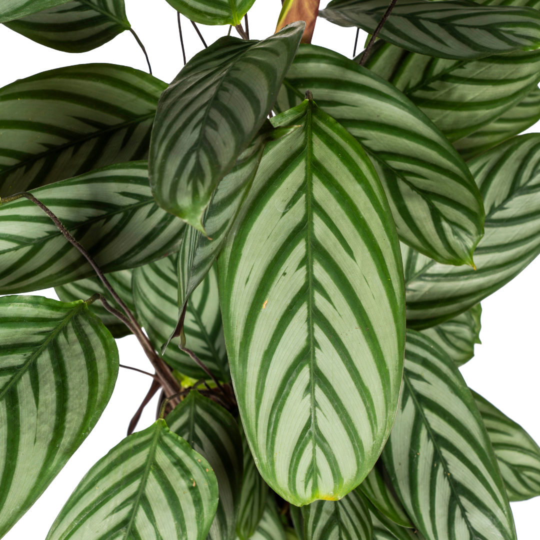 Calathea Oppenheimiana met mand Ø24cm - ↕80 (48793)