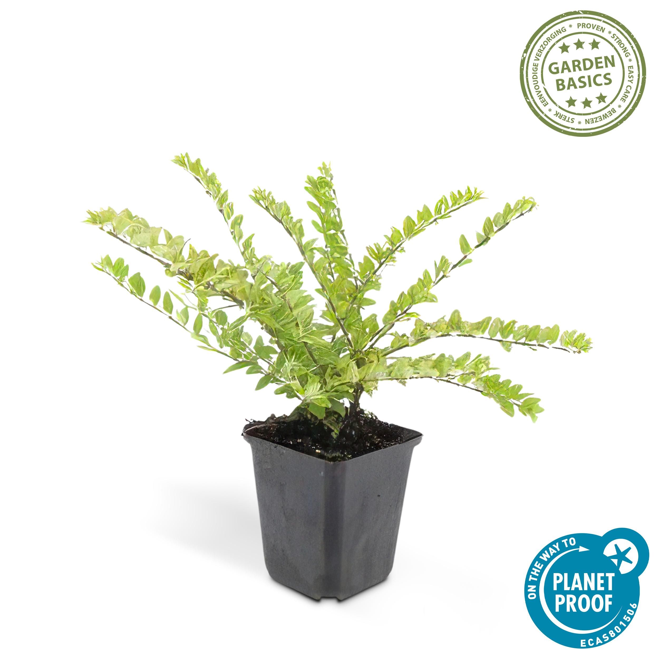 Garden basics 24x Lonicera nit. 'Maigrün' - ↕10-25cm - Ø9cm (50332)