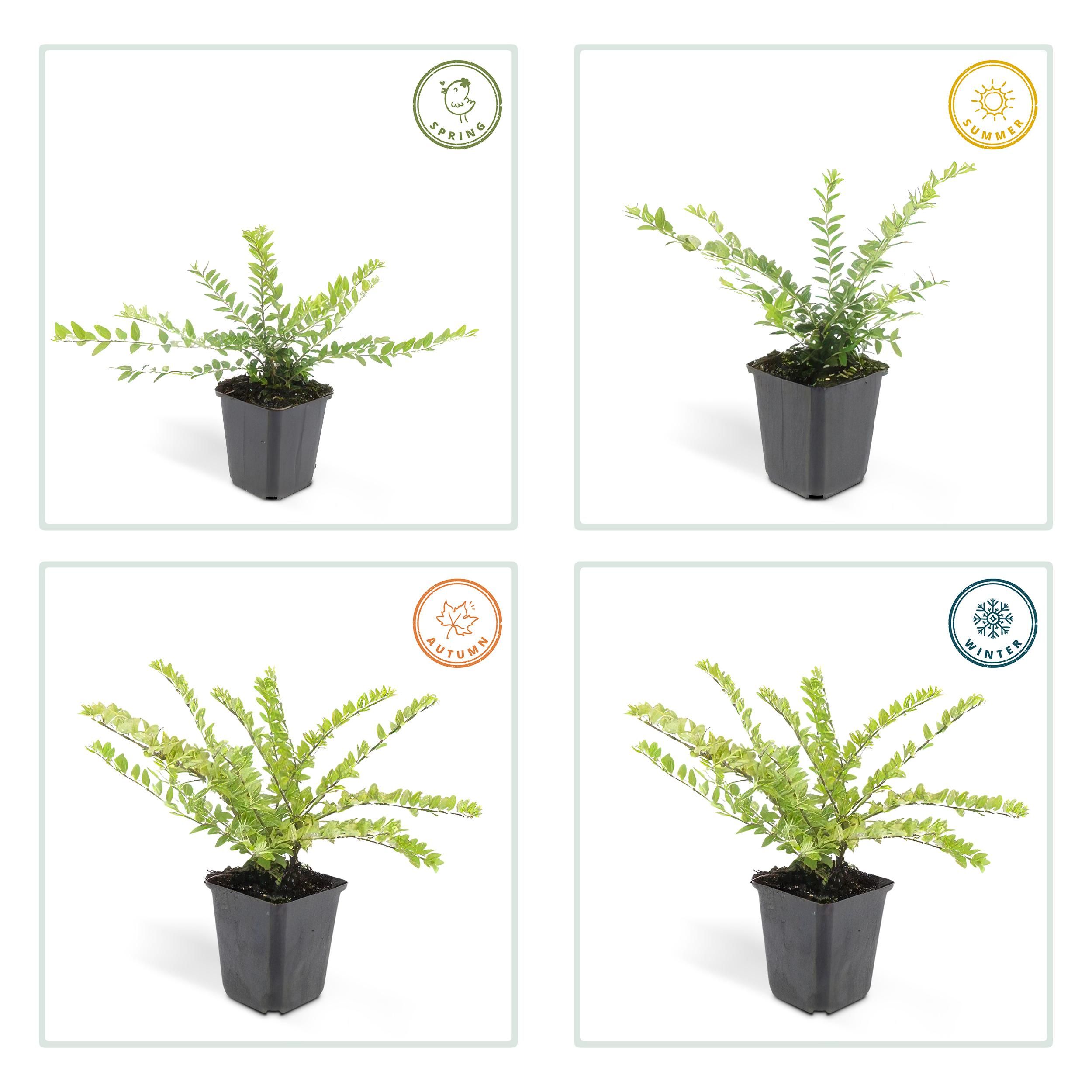 Garden basics 24x Lonicera nit. 'Maigrün' - ↕10-25cm - Ø9cm (50332)