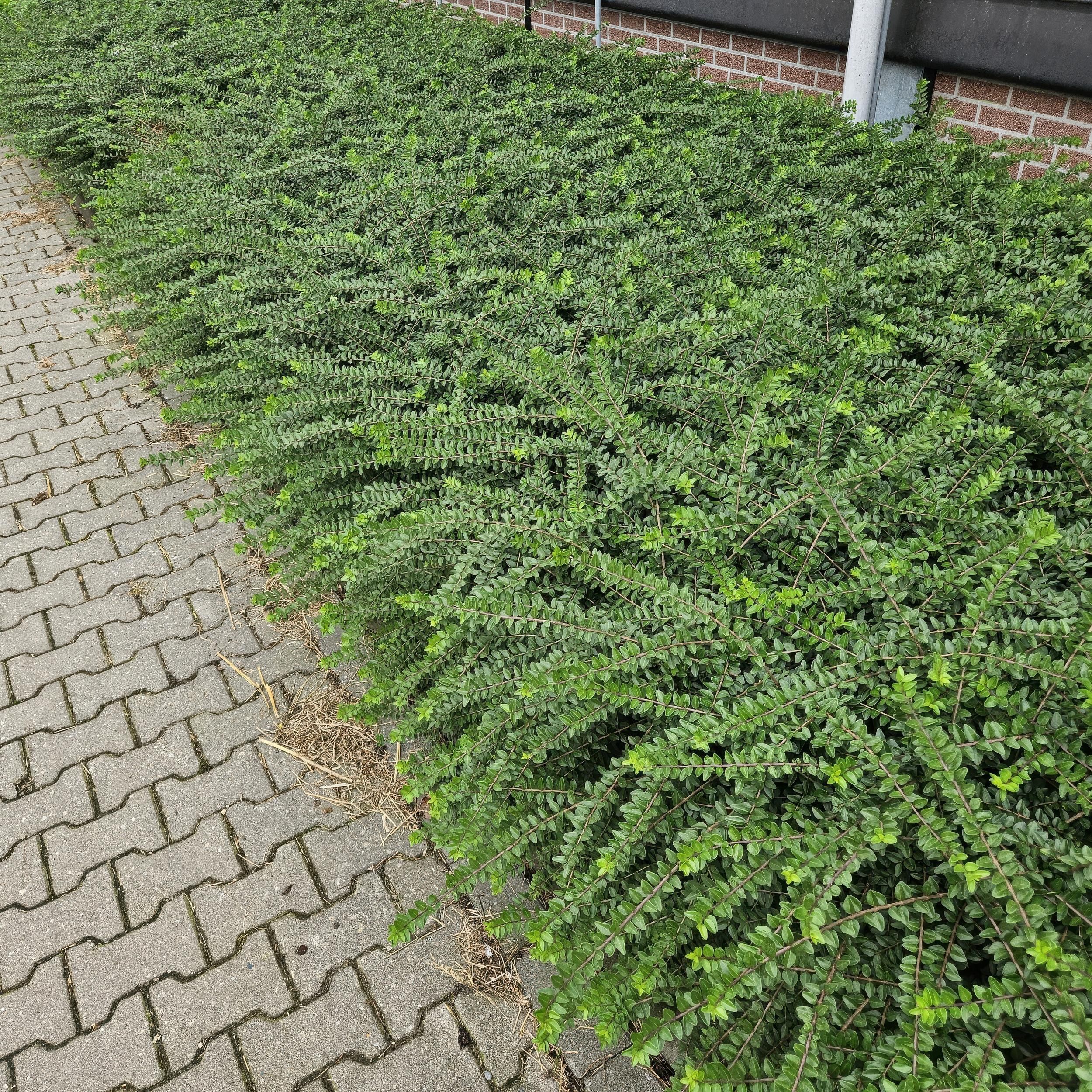 Garden basics 24x Lonicera nit. 'Maigrün' - ↕10-25cm - Ø9cm (50332)