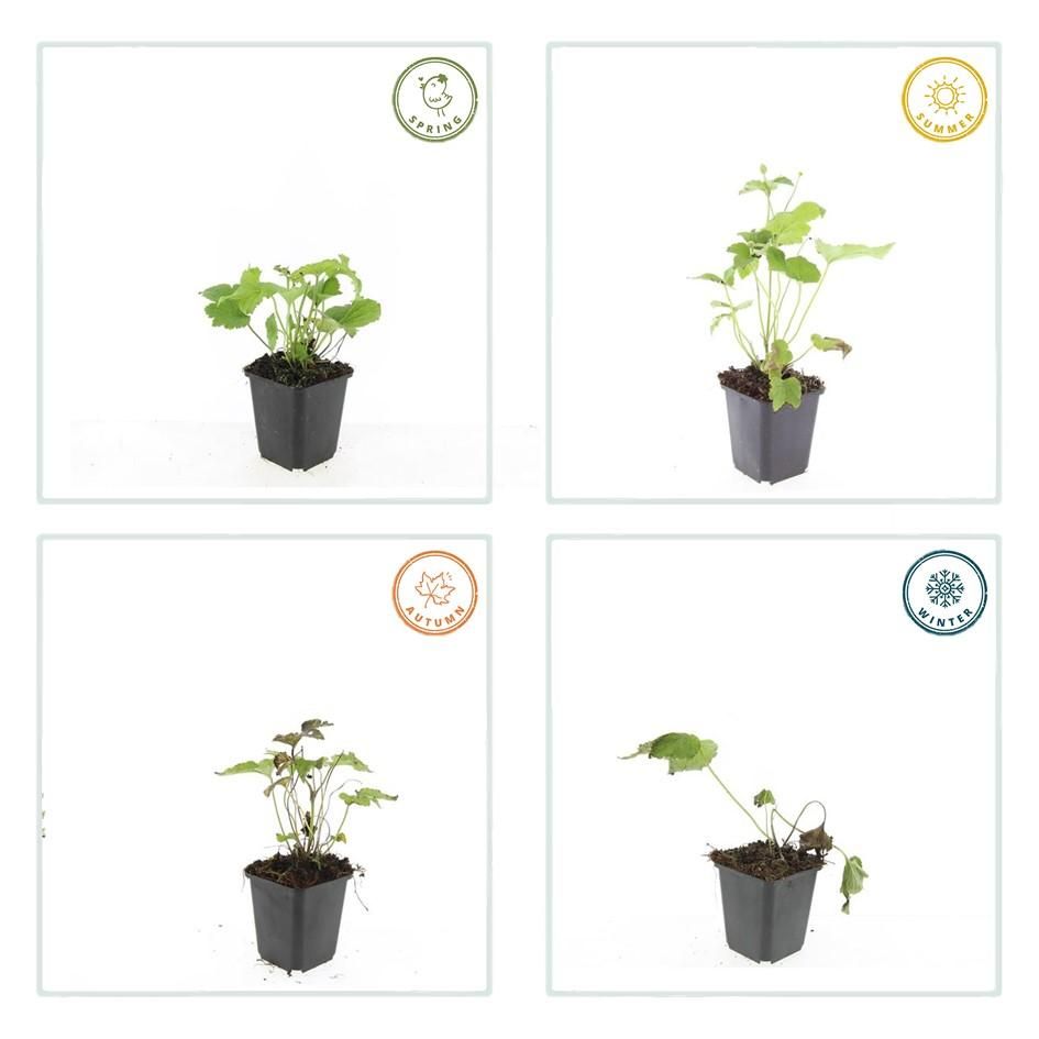 Garden basics 6x Anemone hyb. 'Honorine Jobert' - ↕10-25cm - Ø9cm (47579)