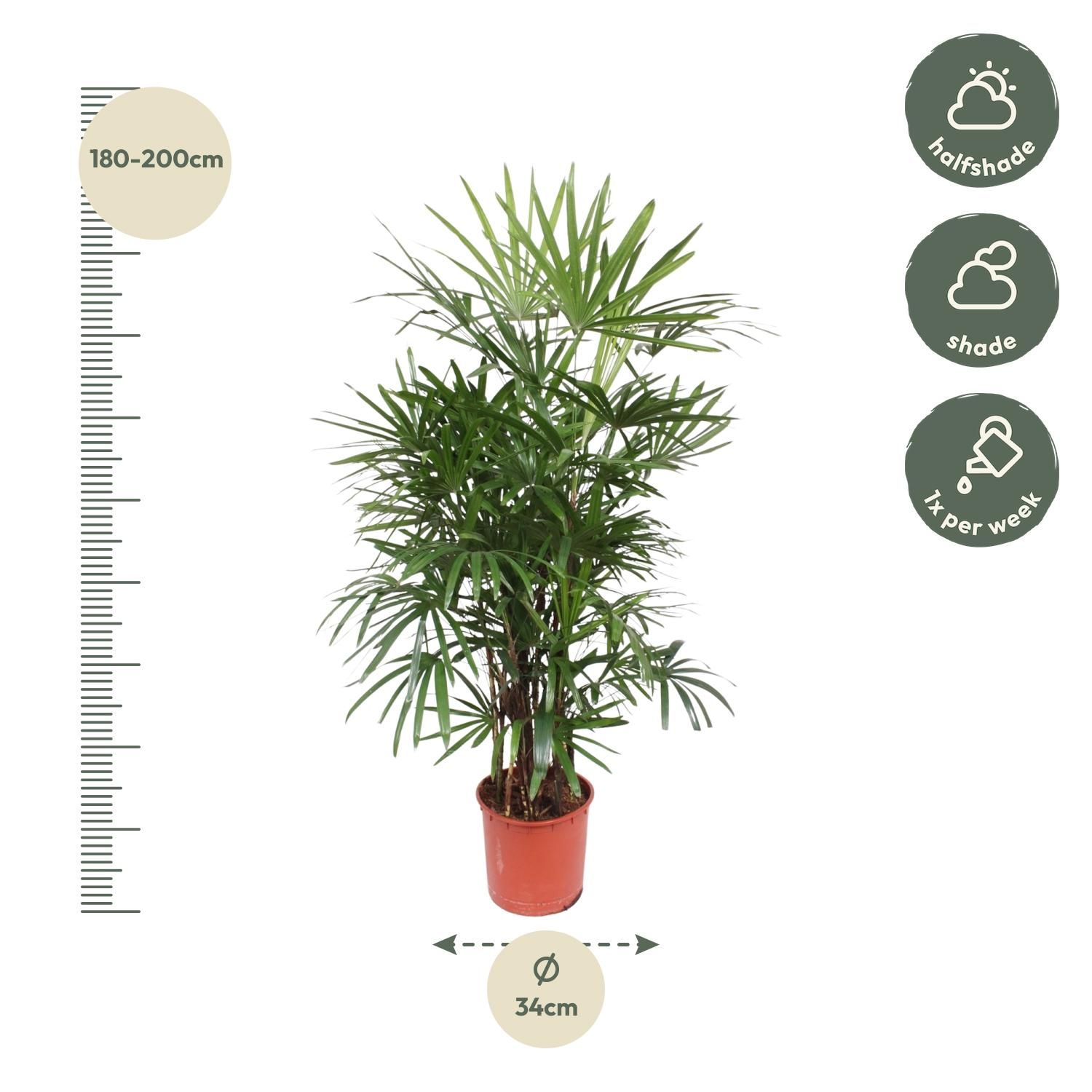 Rhapis Excelsa - 190 cm - ø34 (8721055691396)