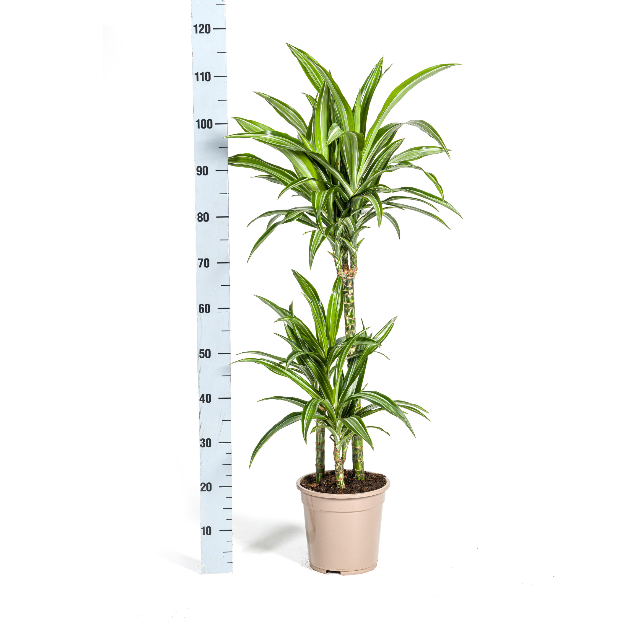 Dracaena Deremensis White Stripe met mand Ø21cm - ↕90 (48768)