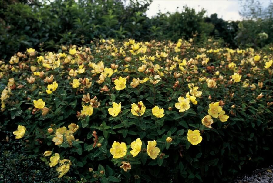 Garden basics 6x Hypericum dummeri 'Peter Dummer' - ↕10-25cm - Ø9cm (47826)