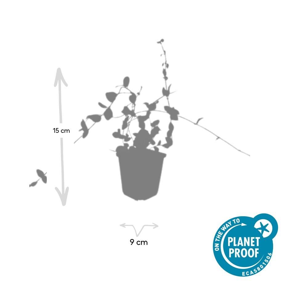 Garden basics 12x Vinca minor 'Blue and Gold' - ↕10-25cm - Ø9cm (48031)