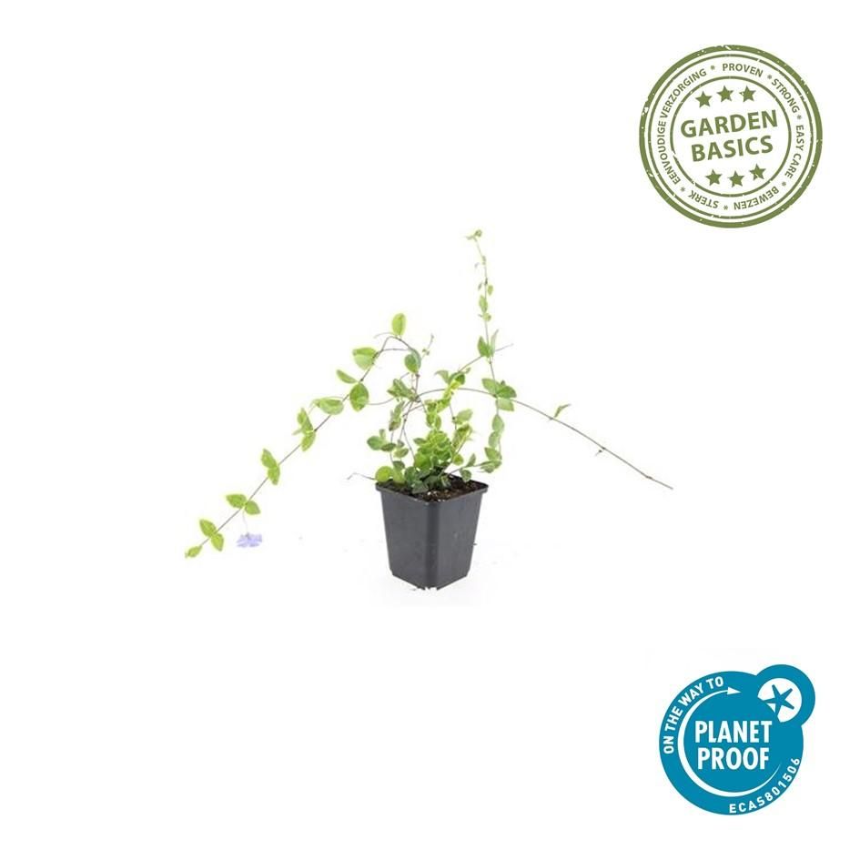 Garden basics 12x Vinca minor 'Blue and Gold' - ↕10-25cm - Ø9cm (48031)