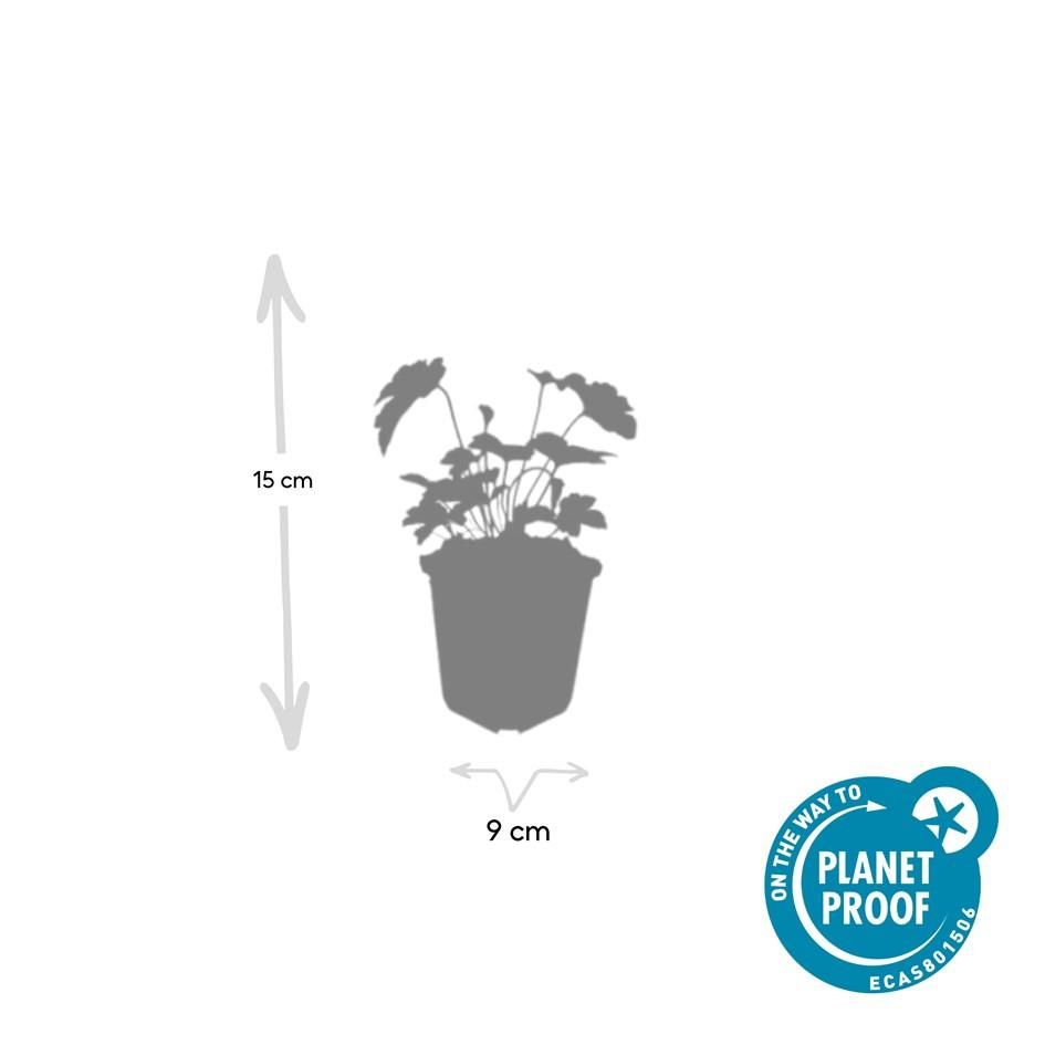 Garden basics 6x Anemone tom. 'Robustissima' - ↕10-25cm - Ø9cm (47584)