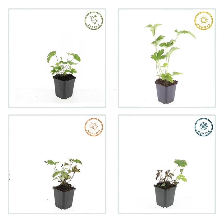 Garden basics 6x Anemone tom. 'Robustissima' - ↕10-25cm - Ø9cm (47584)