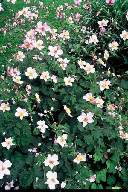 Garden basics 6x Anemone tom. 'Robustissima' - ↕10-25cm - Ø9cm (47584)
