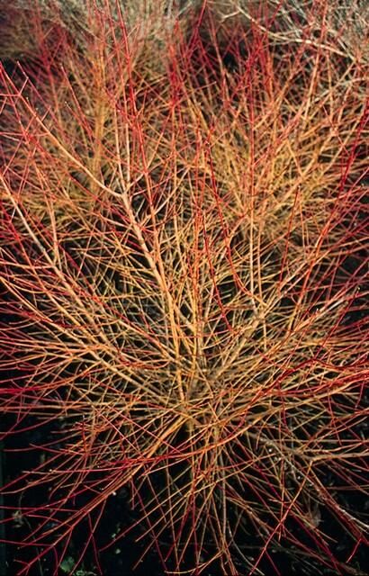 Garden basics 60x Cornus sang. 'Anny's Winter Orange' - ↕10-25cm - Ø9cm (47671)