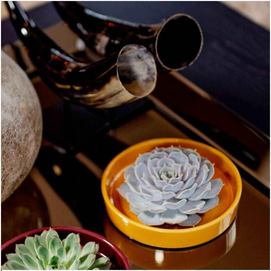 Rootless by aloe demi ROOTLESS Succulent Echeveria Lilacina in schaal 'geel' Ø20 cm (8721001420216)