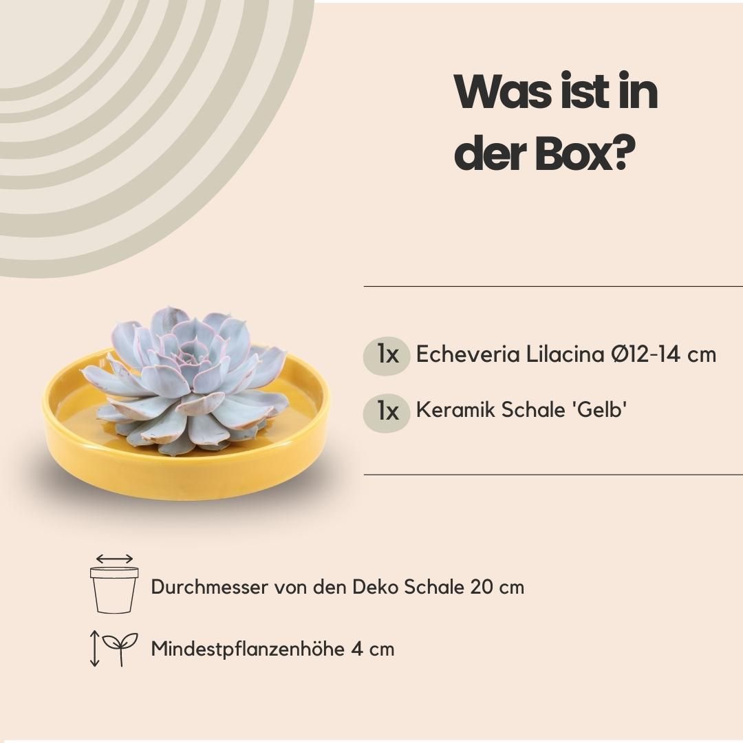Rootless by aloe demi ROOTLESS Succulent Echeveria Lilacina in schaal 'geel' Ø20 cm (8721001420216)