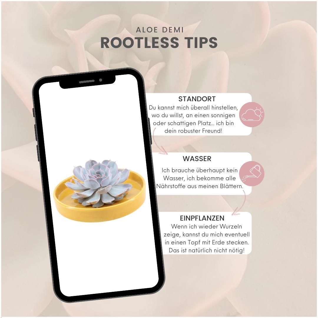 Rootless by aloe demi ROOTLESS Succulent Echeveria Lilacina in schaal 'geel' Ø20 cm (8721001420216)