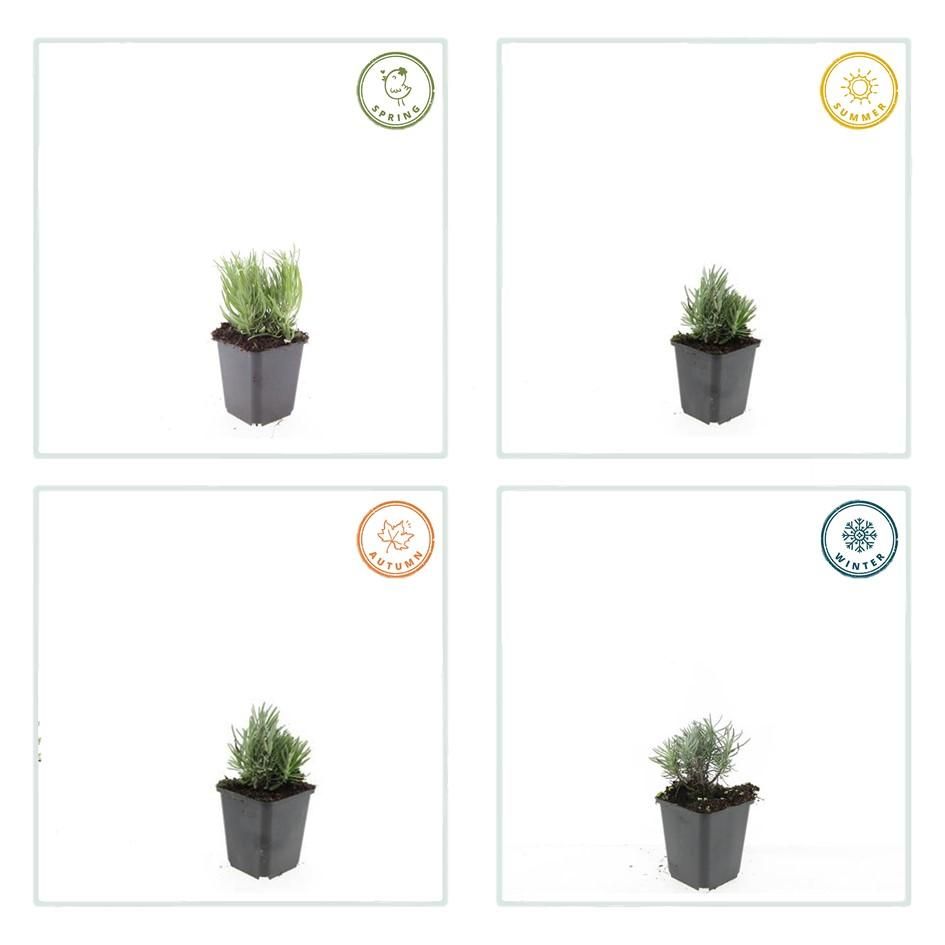 Garden basics 6x Lavandula ang. 'Dwarf Blue' - ↕10-25cm - Ø9cm (47871)