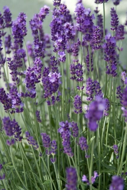 Garden basics 6x Lavandula ang. 'Dwarf Blue' - ↕10-25cm - Ø9cm (47871)