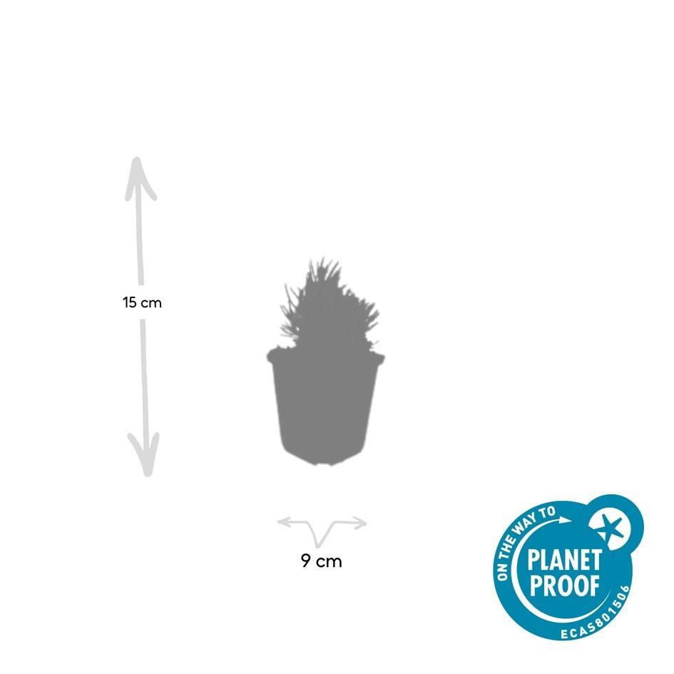 Garden basics 6x Lavandula ang. 'Dwarf Blue' - ↕10-25cm - Ø9cm (47871)