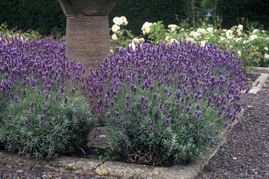 Garden basics 6x Lavandula ang. 'Dwarf Blue' - ↕10-25cm - Ø9cm (47871)