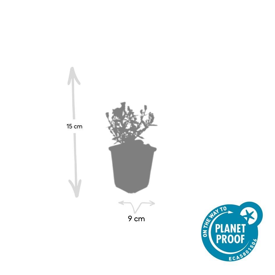 Garden basics 6x Aster (D) 'Prof. Anton Kippenberg' - ↕10-25cm - Ø9cm (47592)