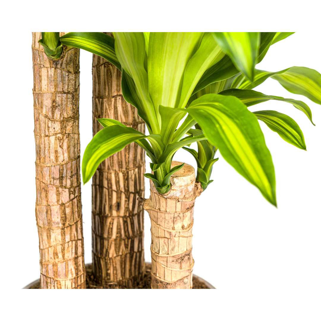 Dracaena Fragrans Massangeana met mand Ø24cm - ↕130 (48792)