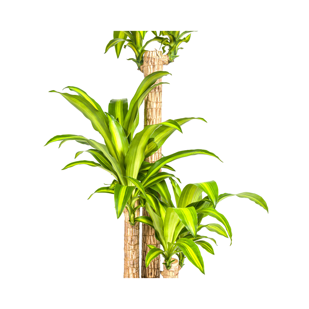 Dracaena Fragrans Massangeana met mand Ø24cm - ↕130 (48792)