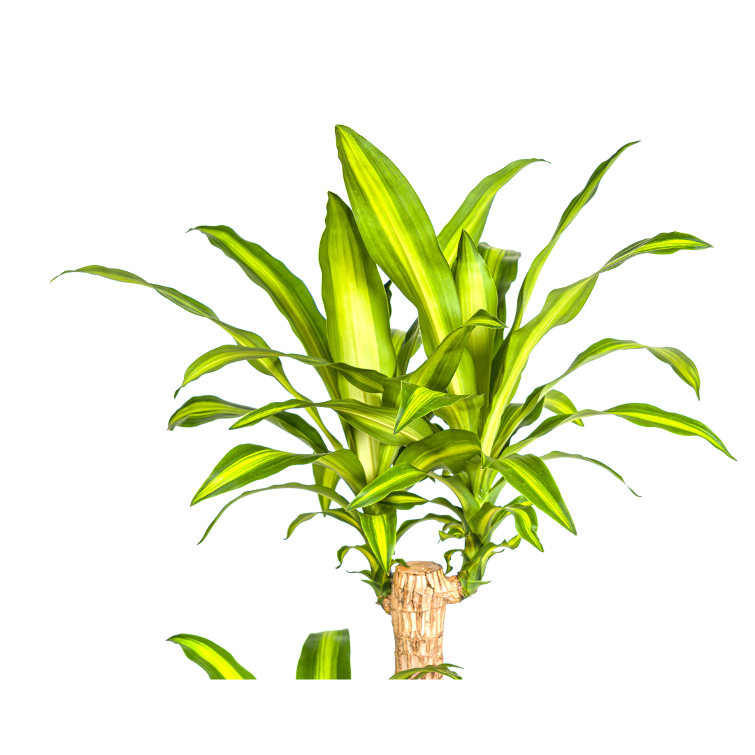 Dracaena Fragrans Massangeana met mand Ø24cm - ↕130 (48792)
