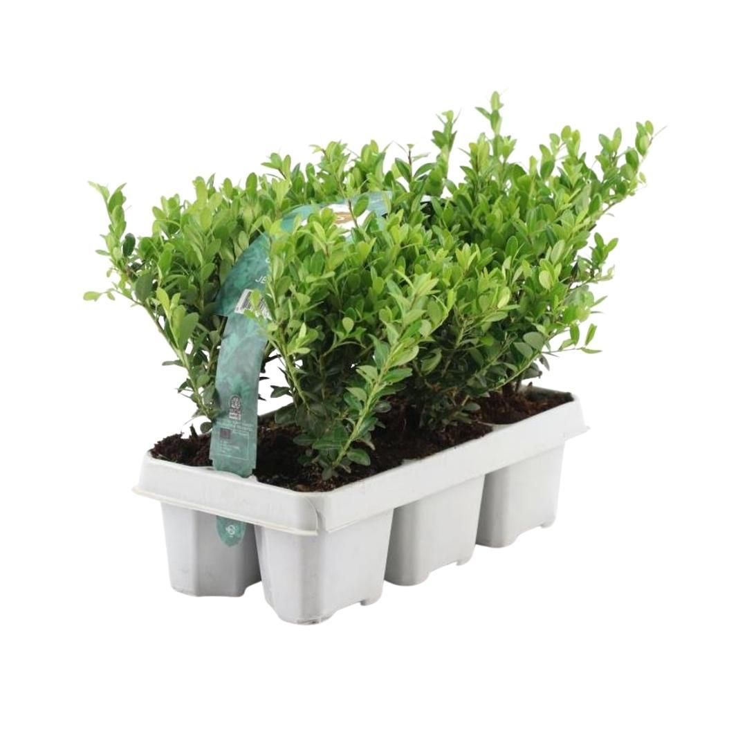 Premium basics 4 x 6 pack Ilex crenata 'Jenny' - Ø7 cm (48273)