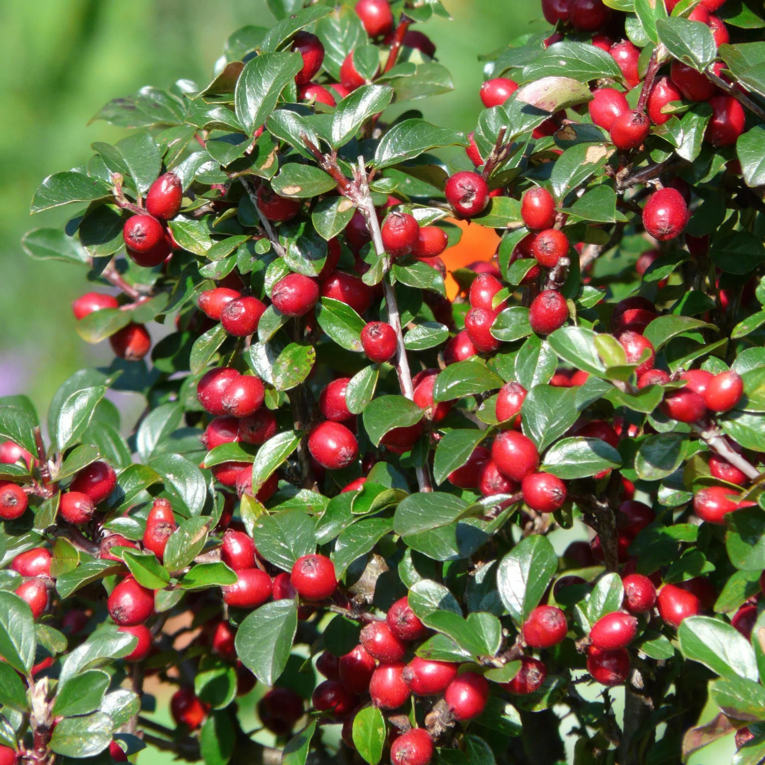 Garden basics 48x Cotoneaster dam. 'Major' - Ø9cm (50281)