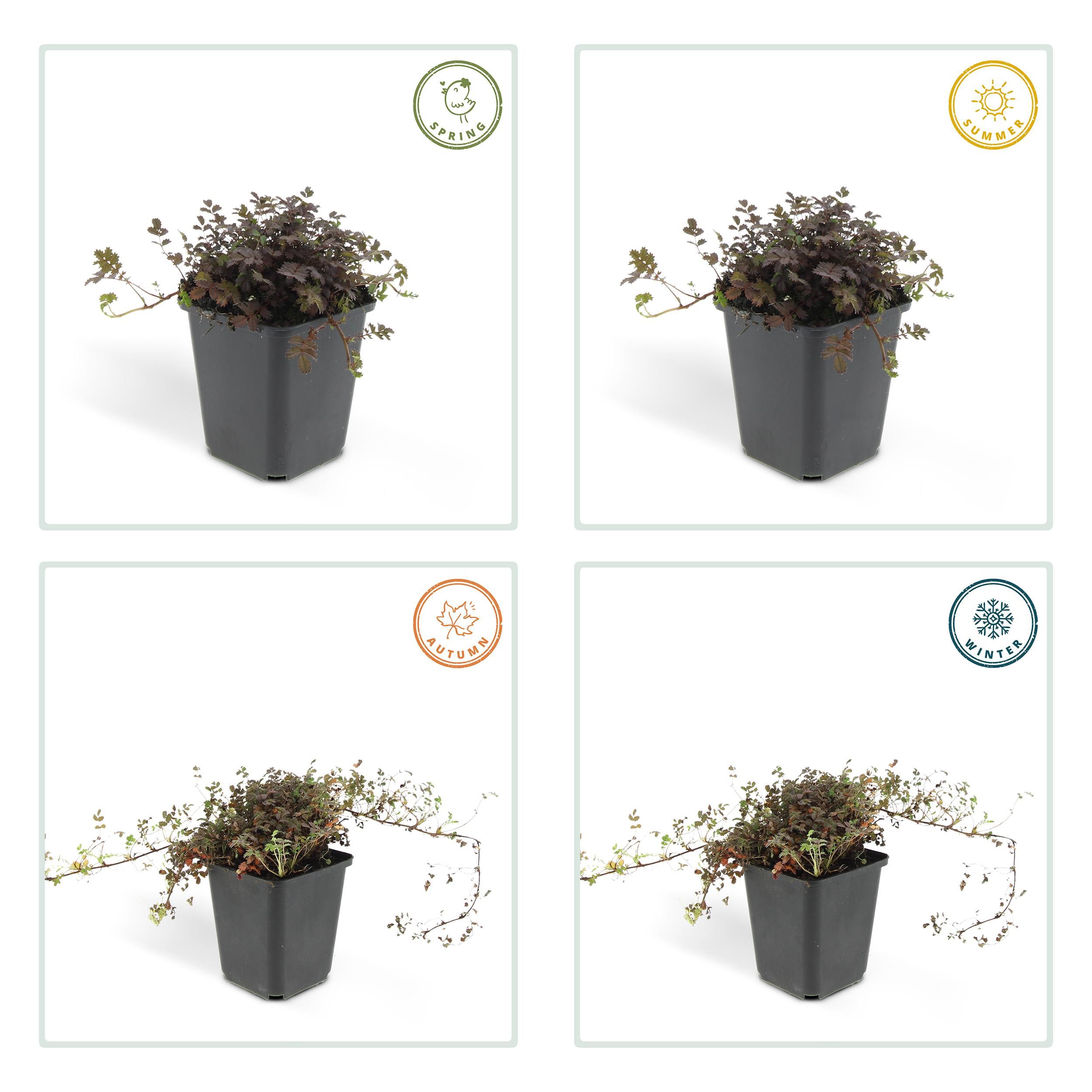 Garden basics 48x Acaena microphylla 'Kupferteppich' - ↕10-25cm - Ø9cm (50255)