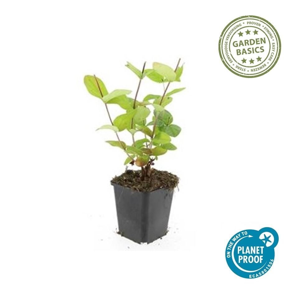 Garden basics 6x Hypericum inodorum 'Beauty' - ↕10-25cm - Ø9cm (47841)