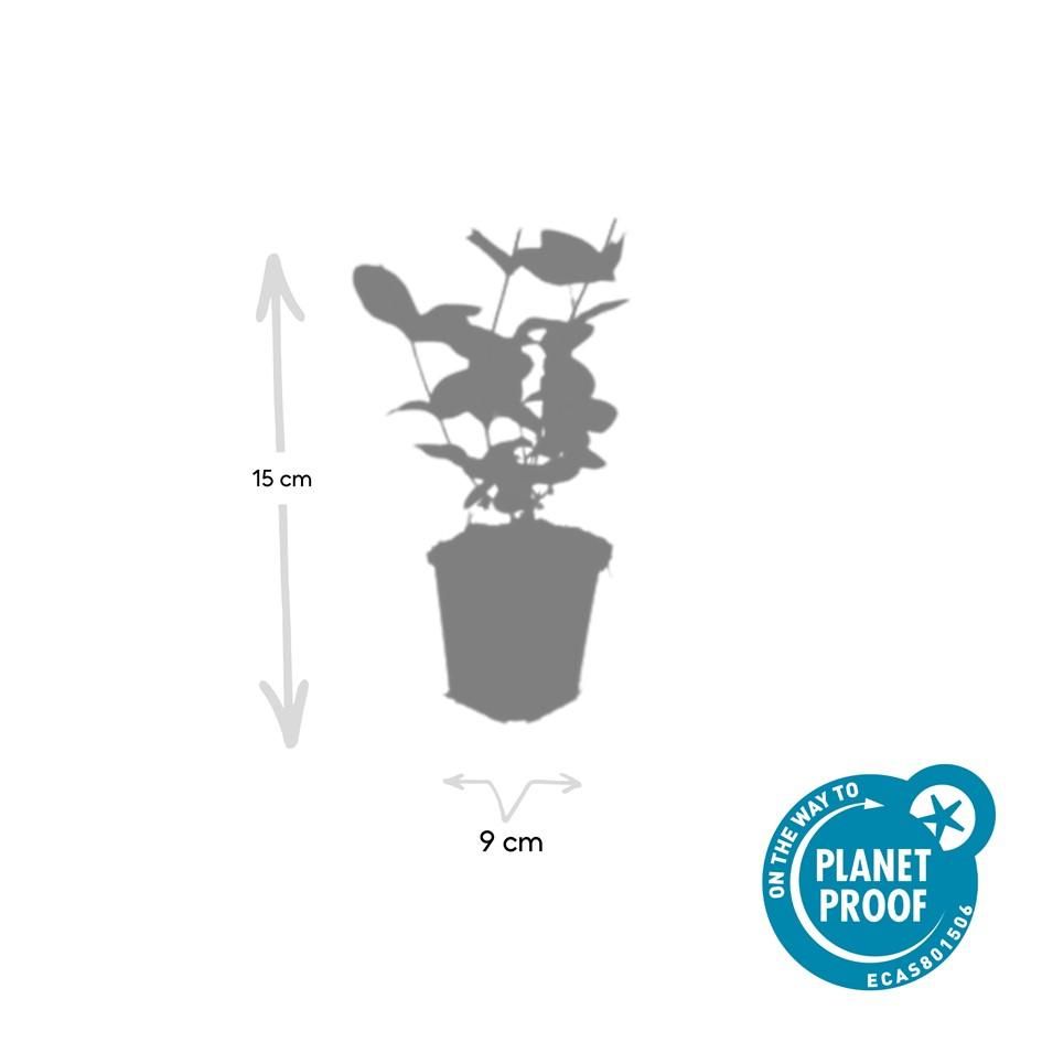 Garden basics 6x Hypericum inodorum 'Beauty' - ↕10-25cm - Ø9cm (47841)