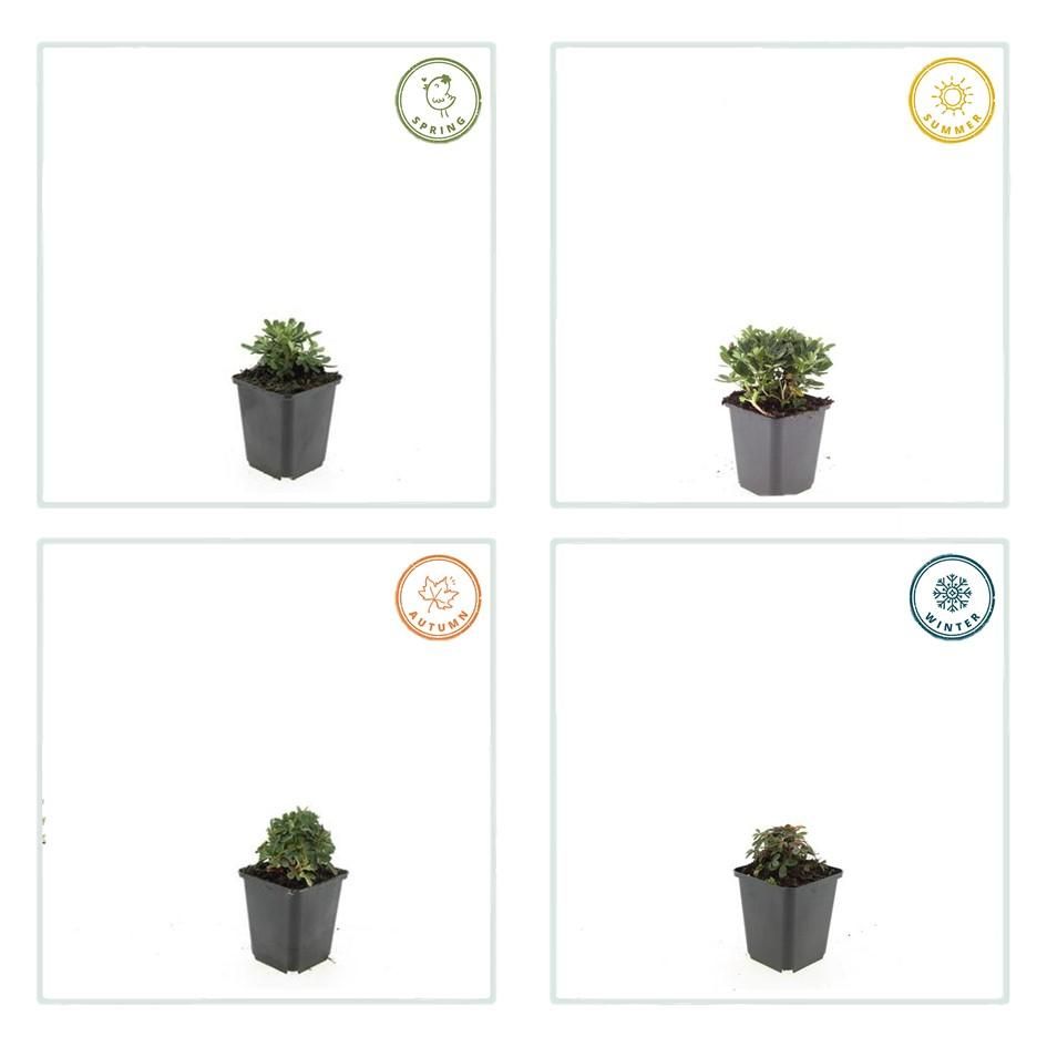 Garden basics 12x Potentilla tridentata 'Nuuk' - ↕10-25cm - Ø9cm (47971)