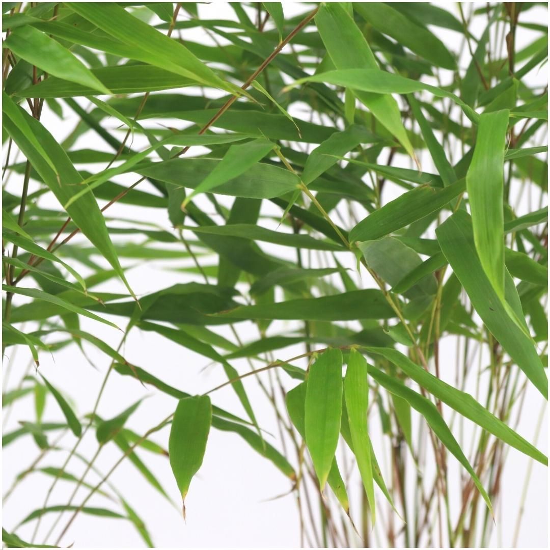 Premium basics 6x Fargesia Rufa Ø13 cm Bamboe (48278)