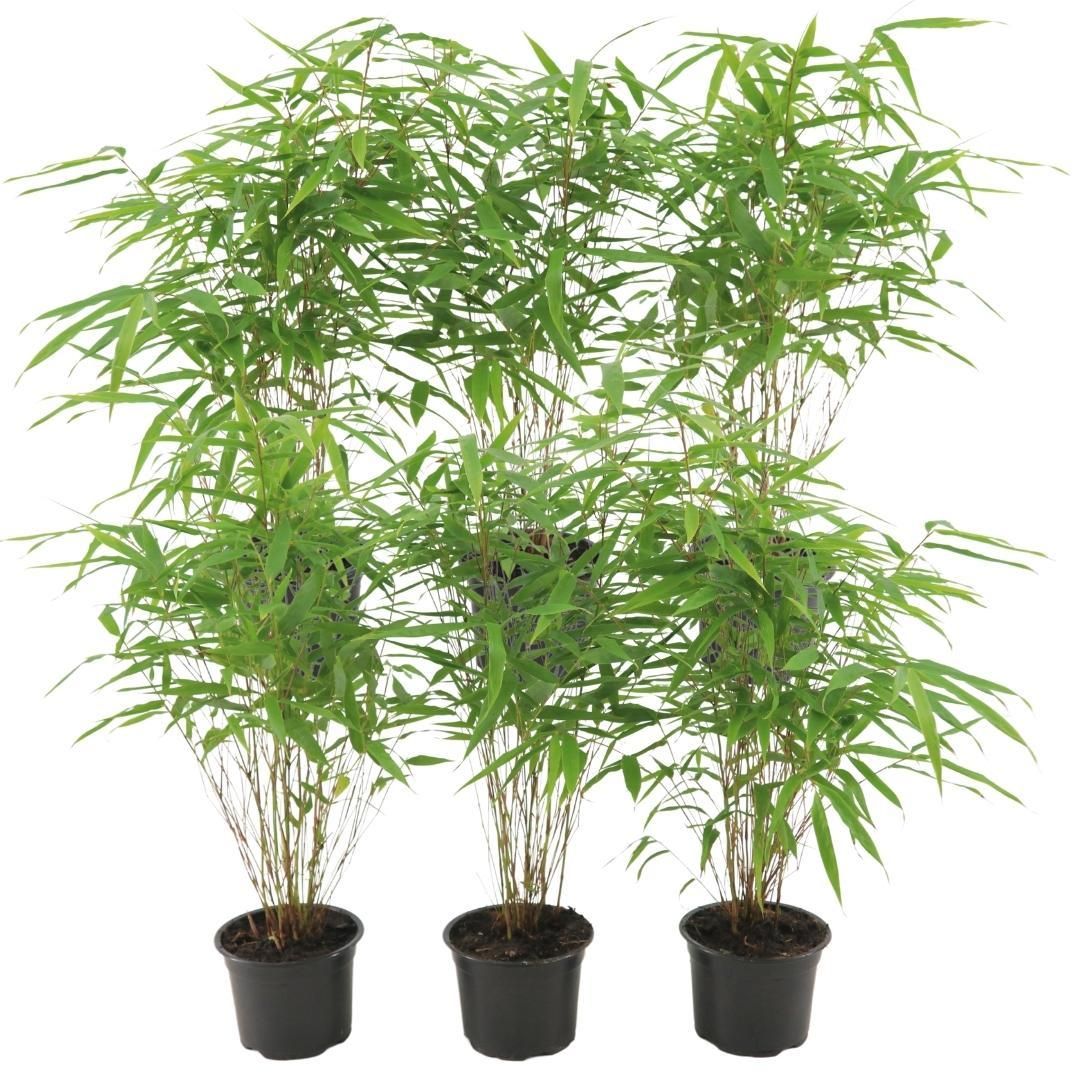 Premium basics 6x Fargesia Rufa Ø13 cm Bamboe (48278)