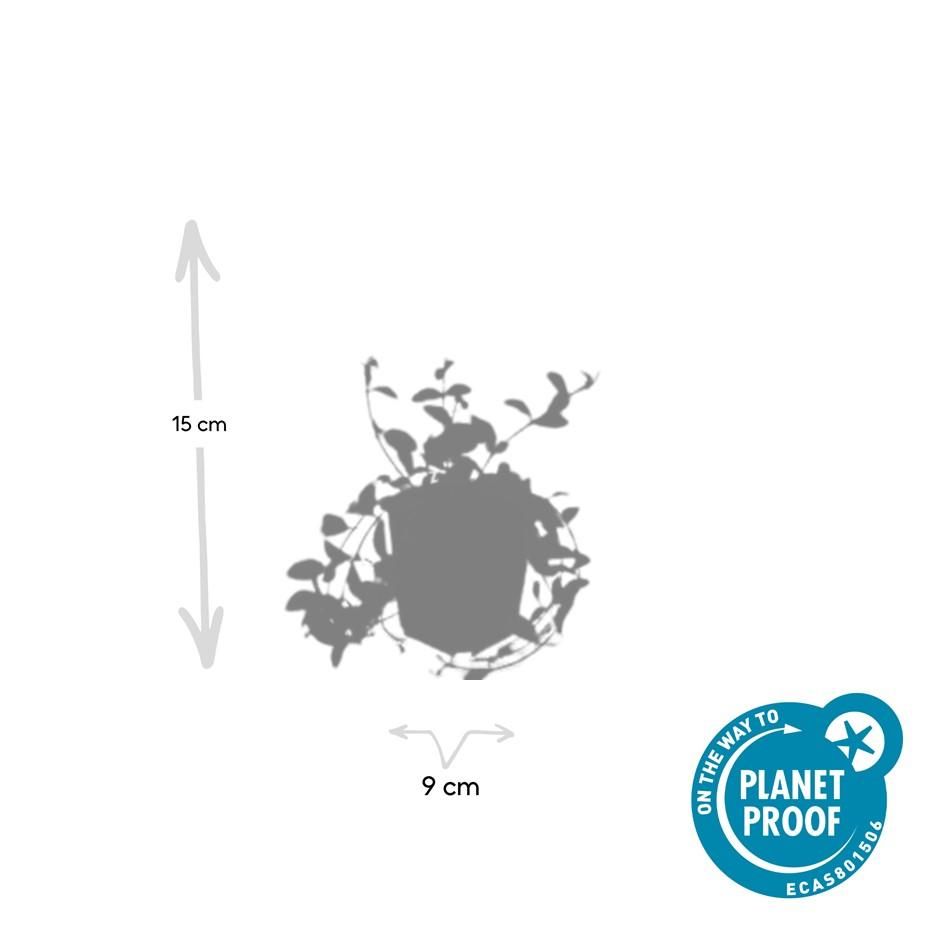 Garden basics 12x Vinca minor 'Aureovariegata' - ↕10-25cm - Ø9cm (48026)