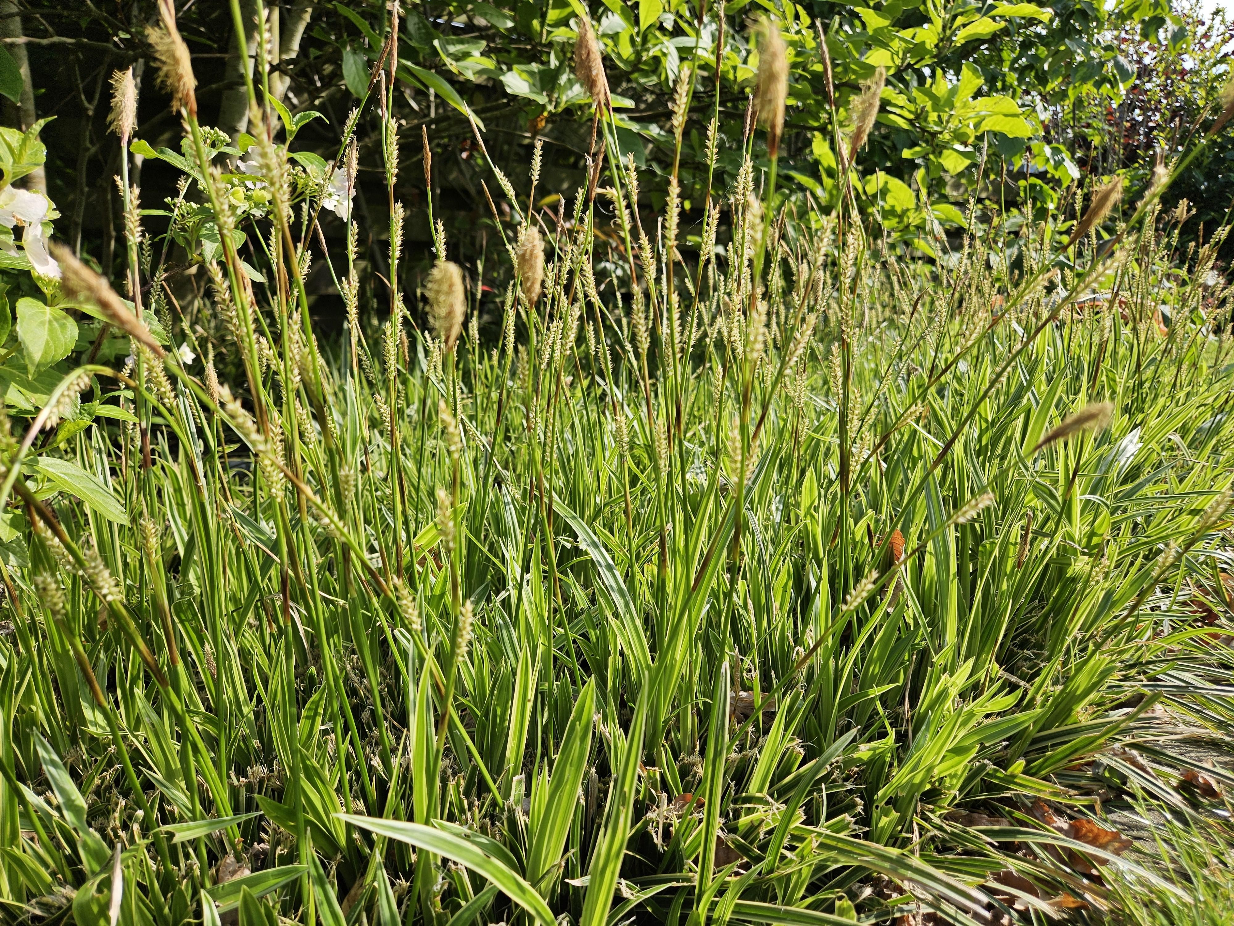 Garden basics 24x Carex morrowii 'Aureovariegata' - ↕10-25cm - Ø9cm (50380)