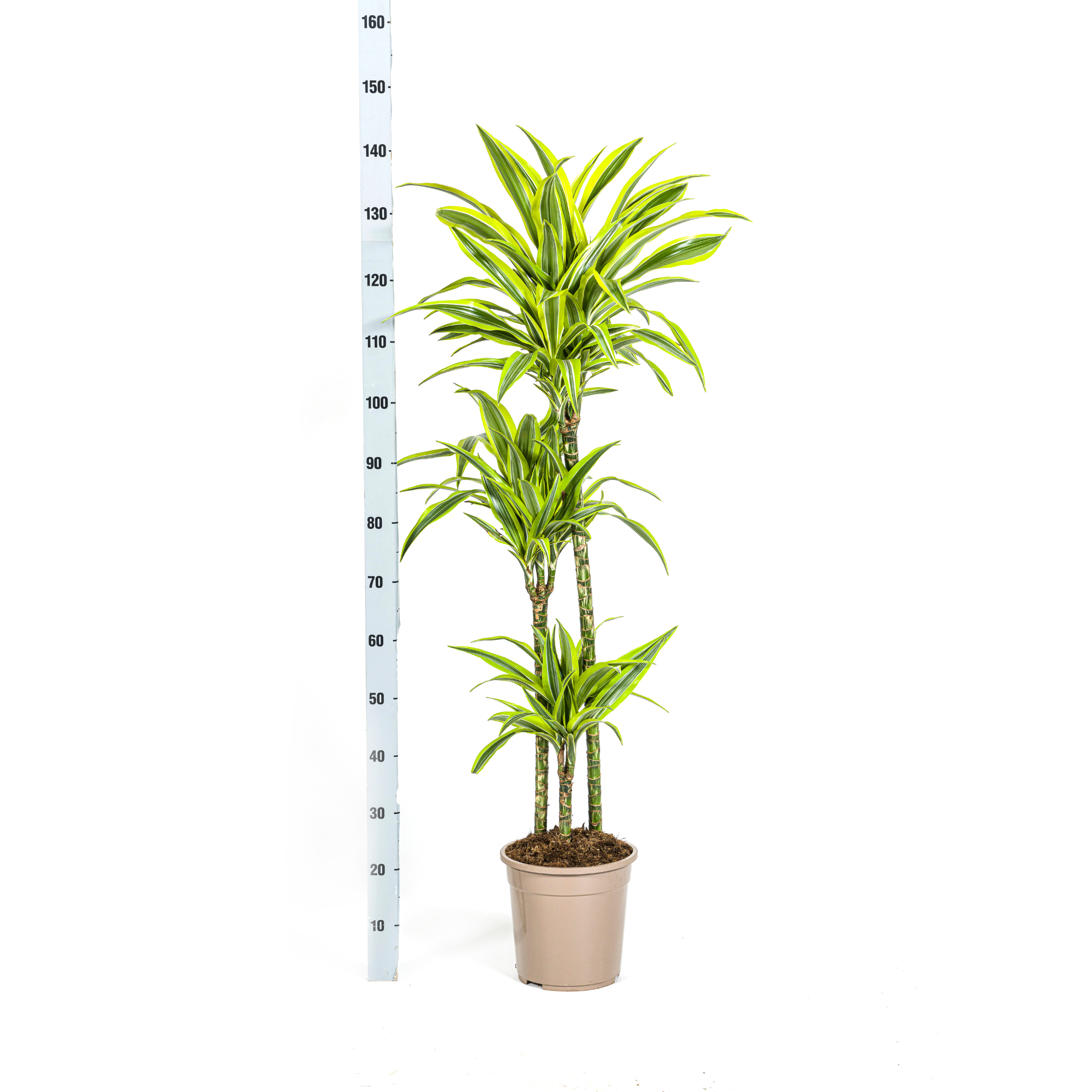 Dracaena Deremensis Lemon Lime met mand Ø24cm - ↕130 (48767)